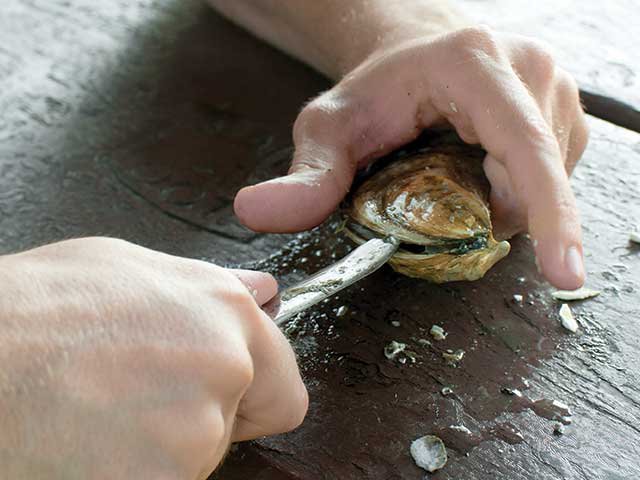 oyster_opening.jpg