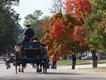 Carriage ride through Colonial Williamsburg